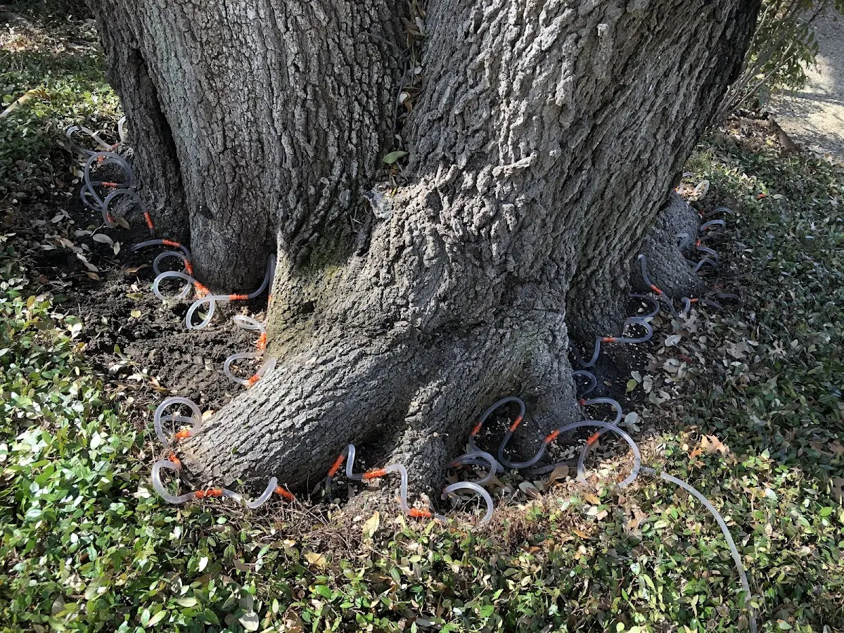 Detailed Tree Cabling and Bracing job site in Margaretville