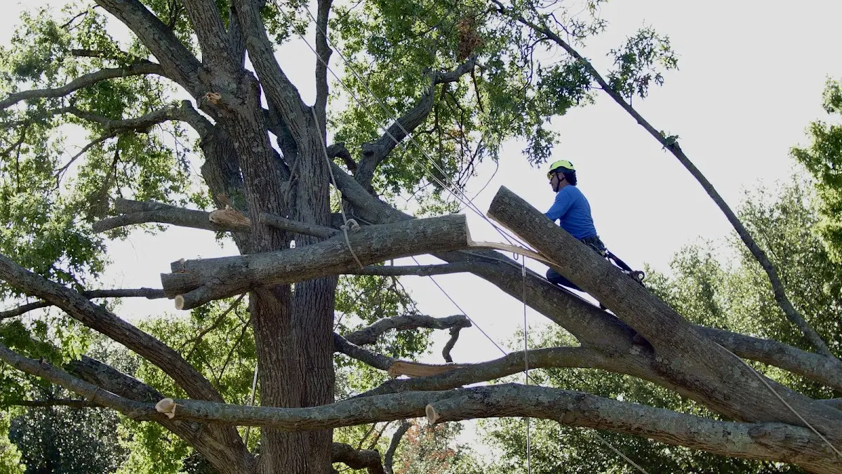 Professional Crown Thinning performed by certified arborists in Margaretville